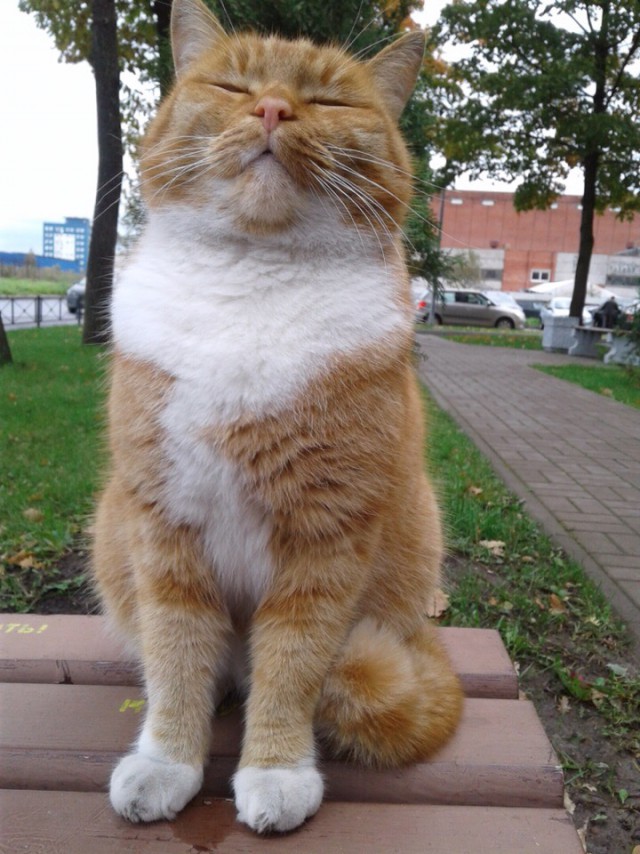 Прикольных котов пост