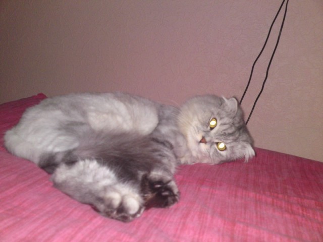 Начинаем котовторник!
