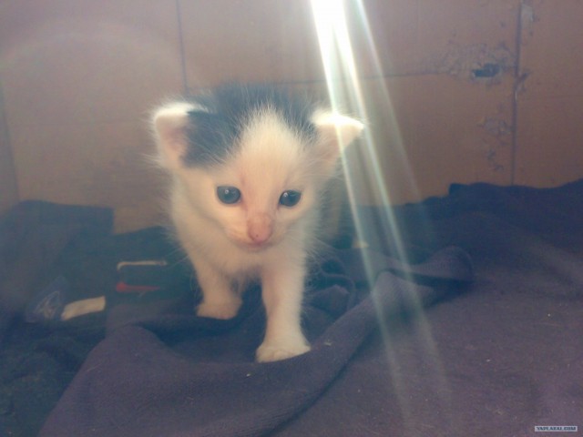 Котовторник! 11.10.11