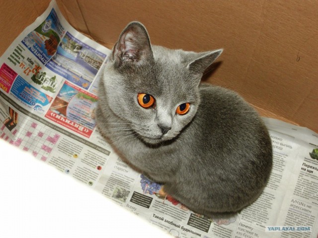 Первый КОТОВТОРНИК 2012