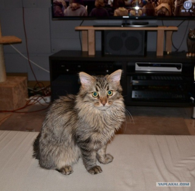 Котовторник ( 23.10. 2012. )