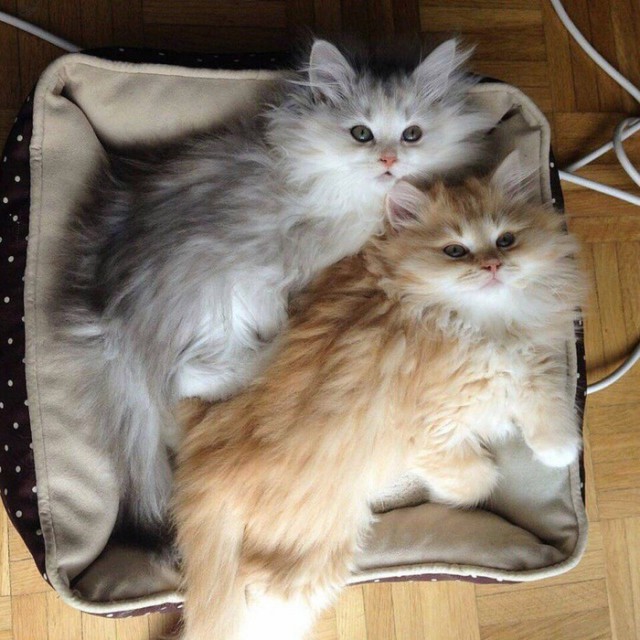 Прикольных котов пост