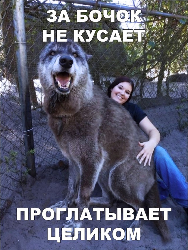 Живность из сети