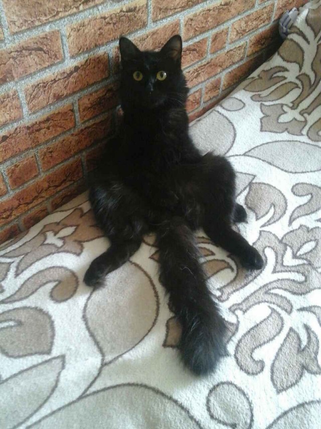 Кошиная жесть