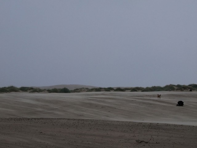 Шойна: поселок уходит в песок