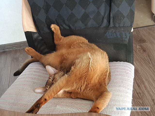 По просьбам в теме ниже. Реальный котовторник!