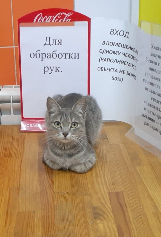 Глазки отдохните: подборка живности всякой
