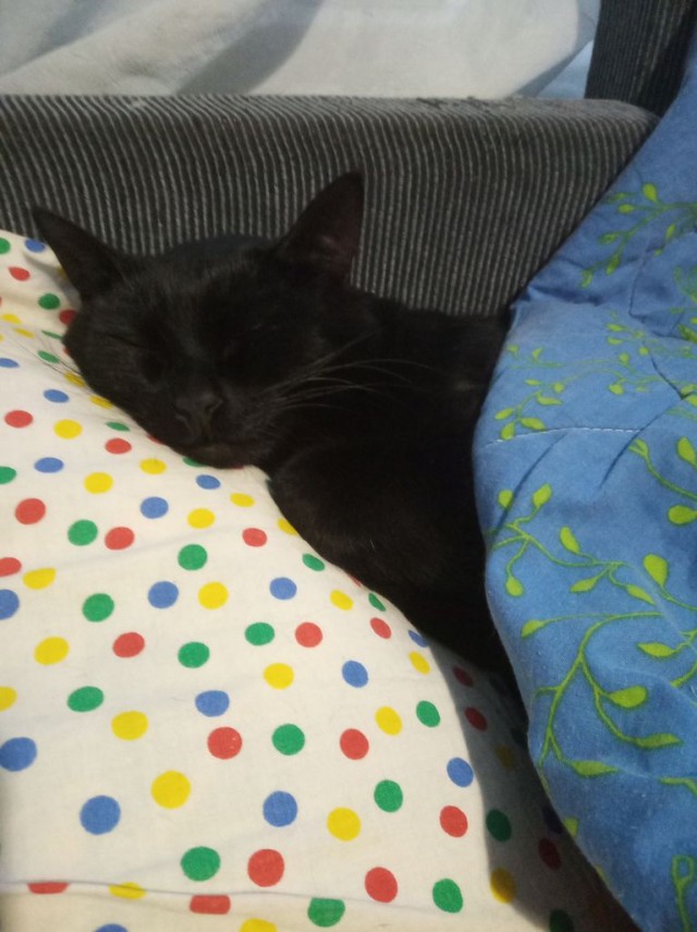 В постели с котом
