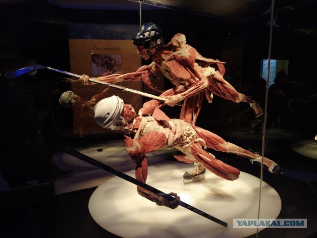 Посетил выставку Body Worlds на ВДНХ