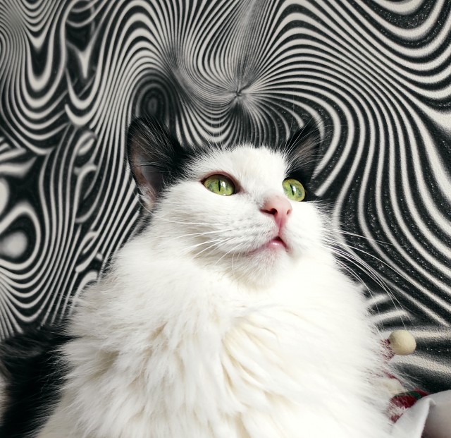 Котовторник!