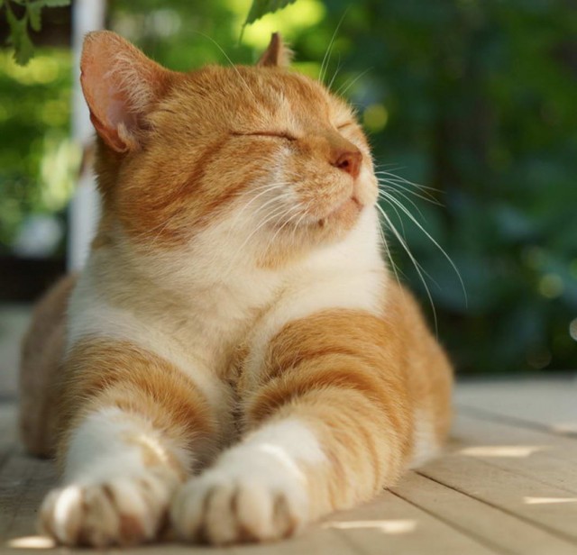Которник