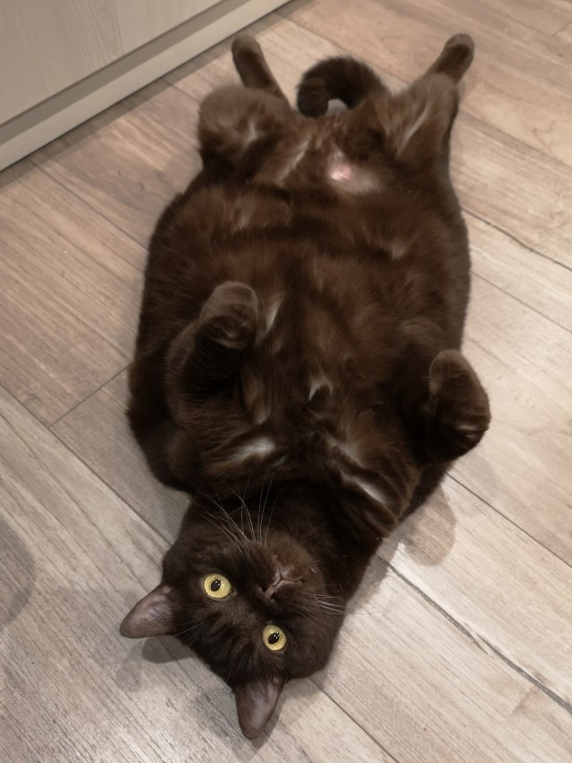 Кот Василий