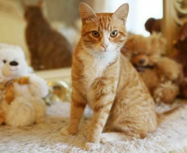 Разные котики