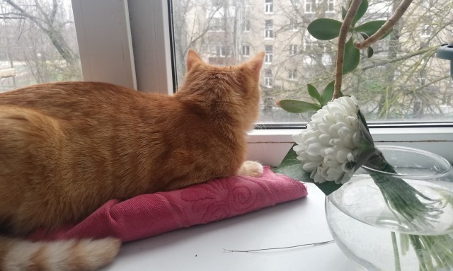 Котовторник вроде.