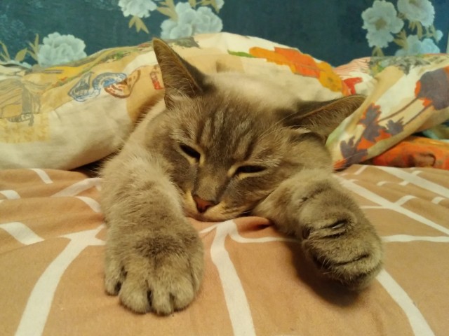 А вот и котовторник 24.05.2022
