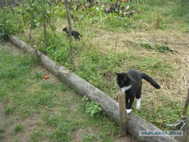 Жизнь домашнего приюта для котеек 412