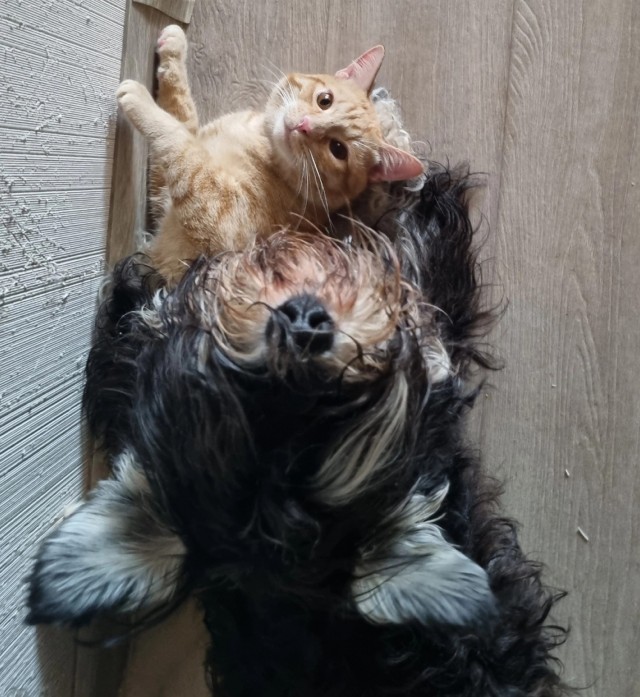 Котовторник. Моему мультяшке 1 год