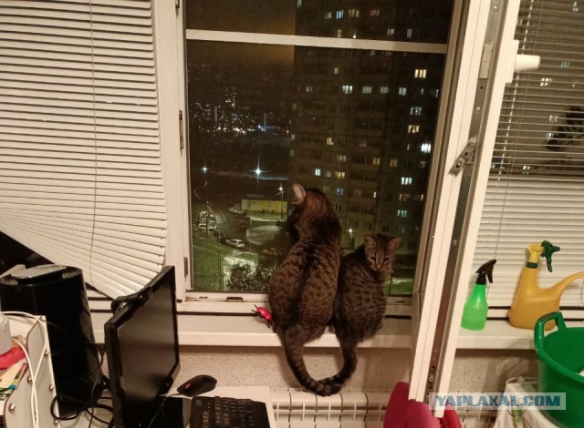 Котовторник 05/11/2024