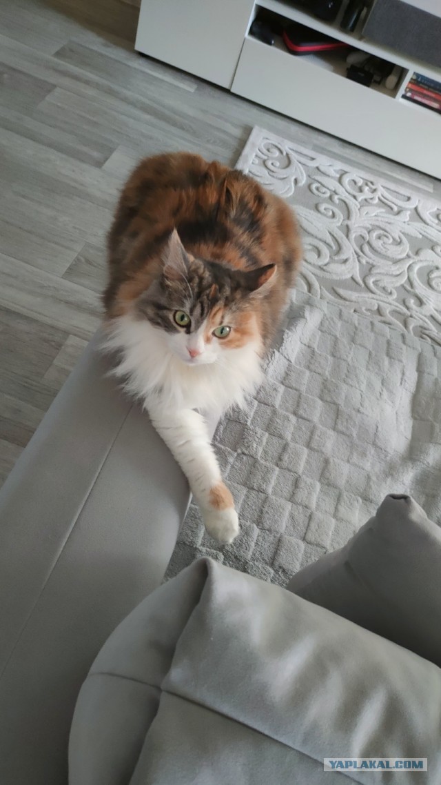 Мои сибирские красотки