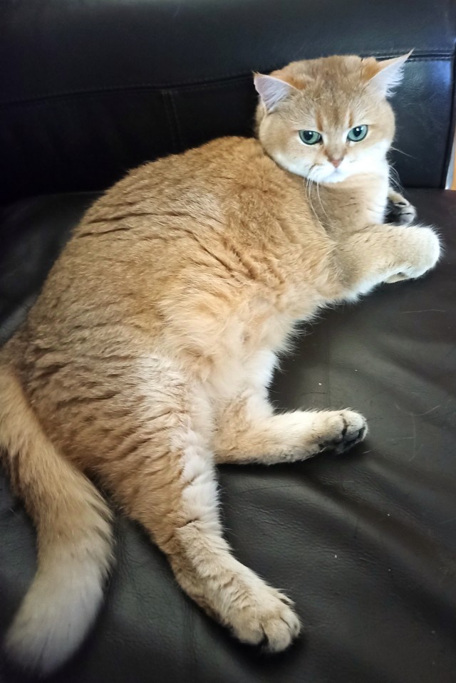 Совпало с котовторником.