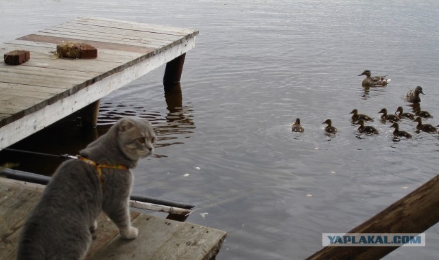 Ура! На дачу!