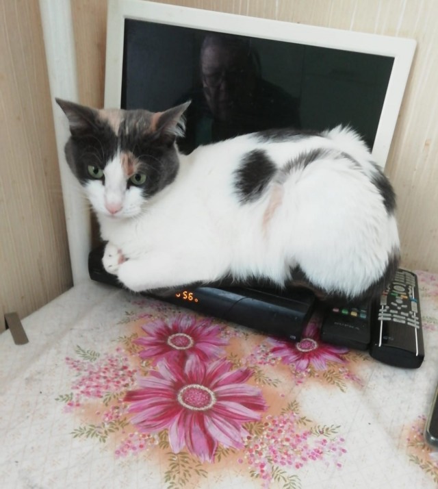 Коты и личное пространство понятия несовместимые
