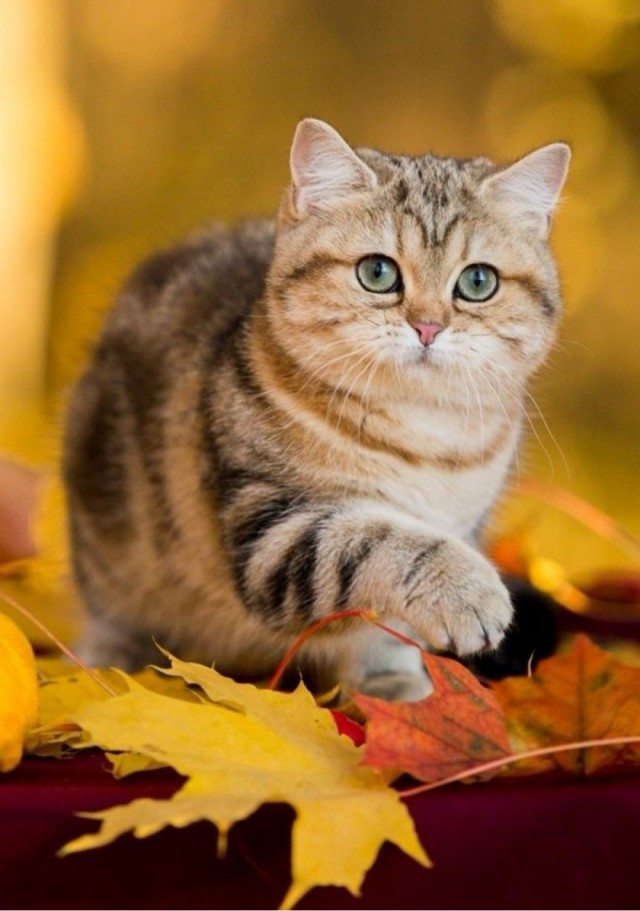 Осенний кот