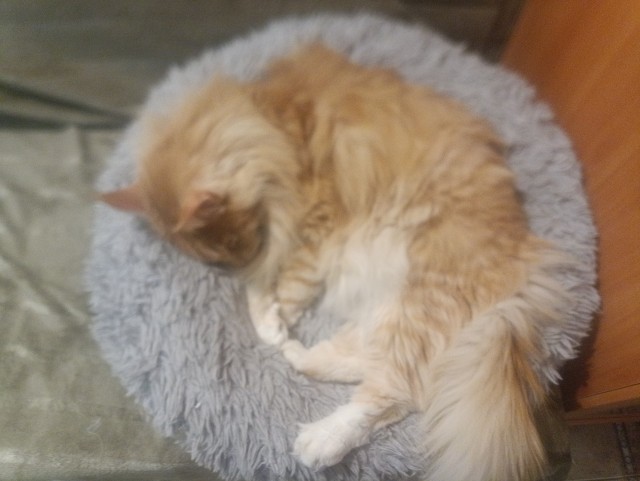 Котовторник наступил