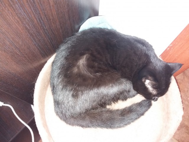 Котовторник
