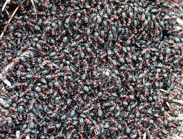 Негры против стихии