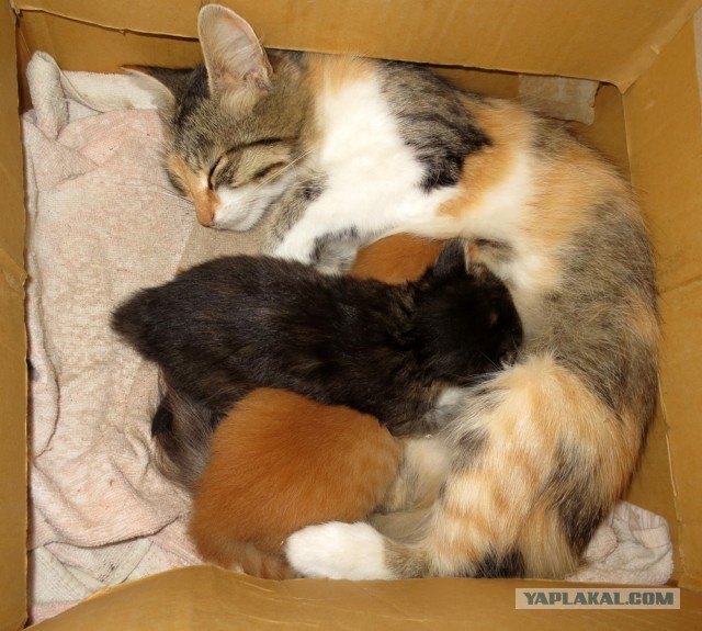 Коты и время