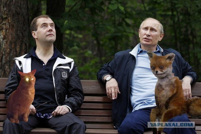 Фотожаба: Злой Кот