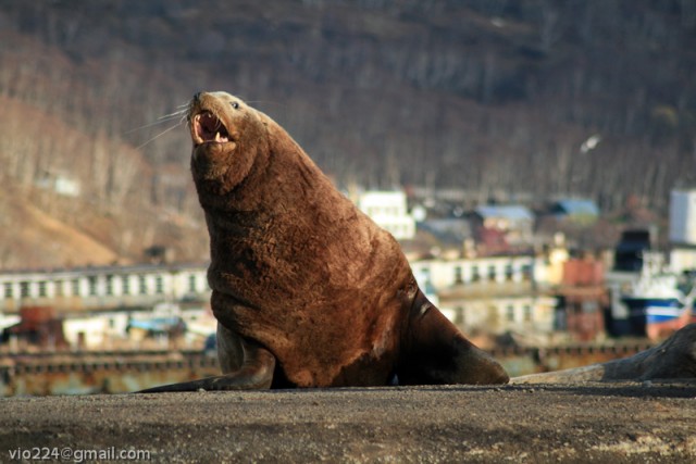 Моя Камчатка