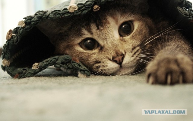Котовторник 25.02.2014