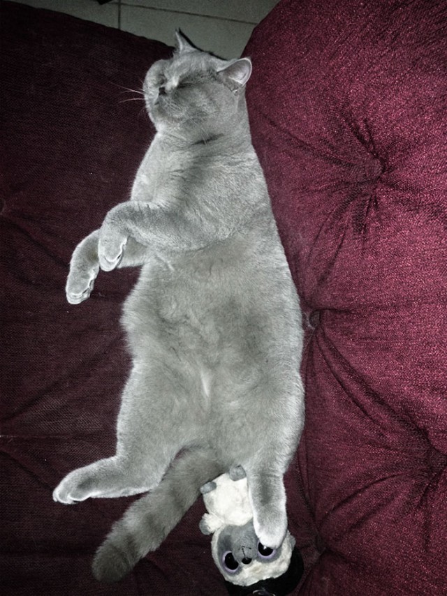 Котовторник 01.04.2014