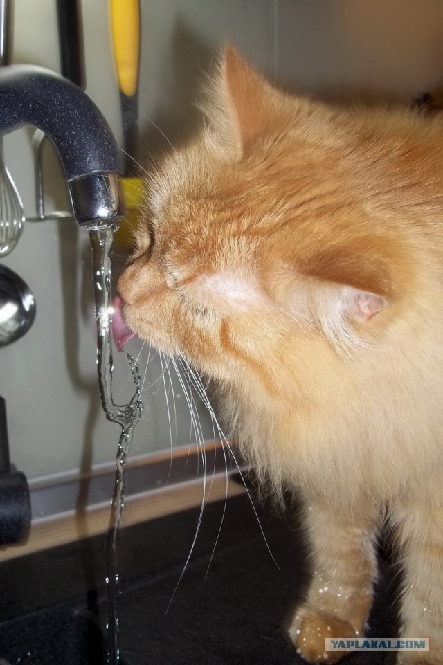 Котовторник 27.5.2014
