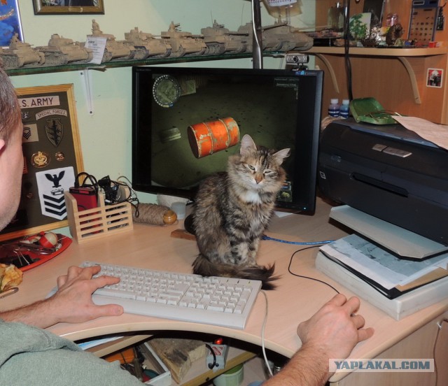 Котовторник 30.09.2014