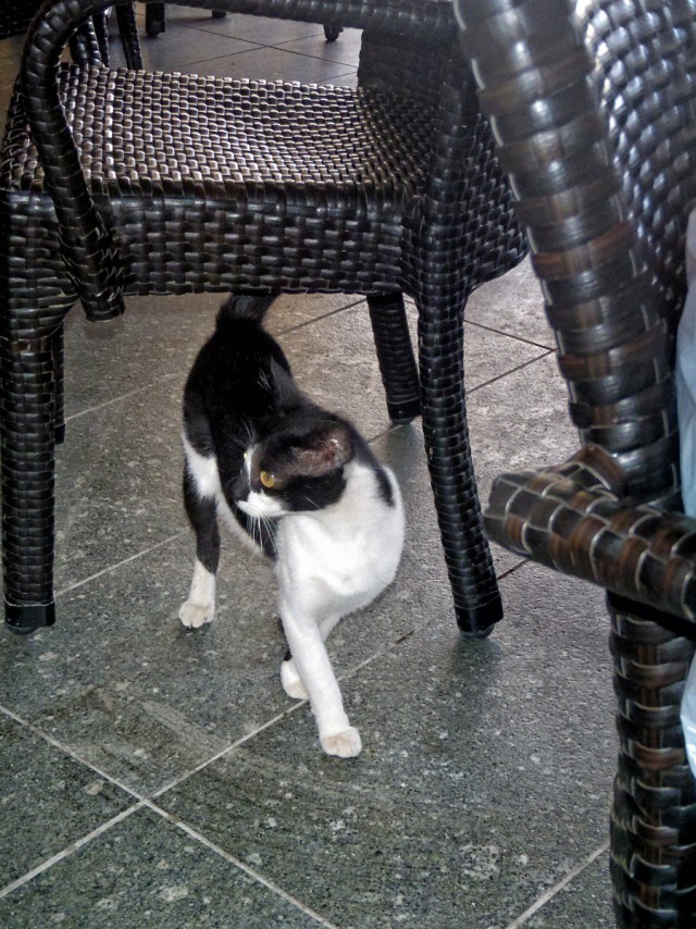 Котовторник 11.11.2014