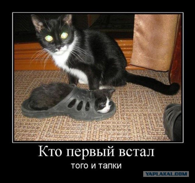 Весёлое из сети