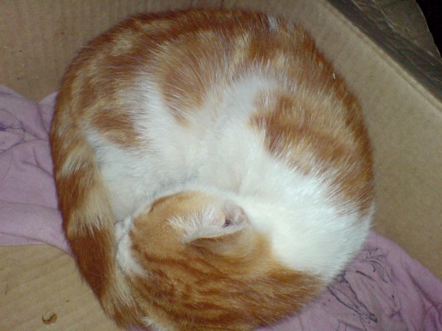 Котовторник
