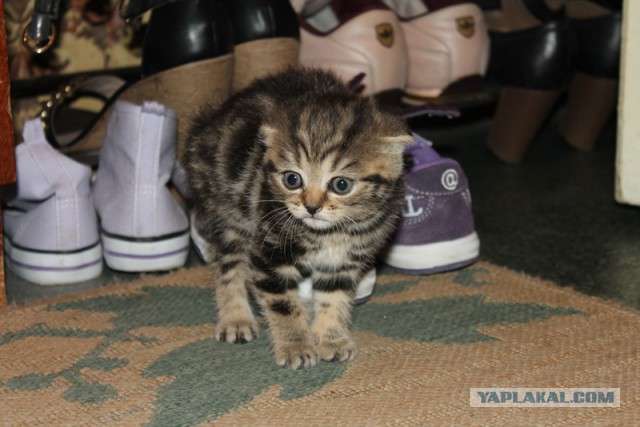 Котовторник 20.01.2015