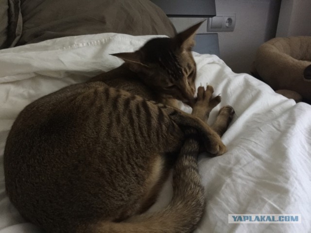 Котовторник  21.07.2015