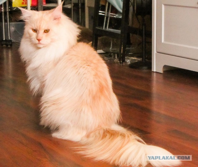 Котовторник 25.08.2015