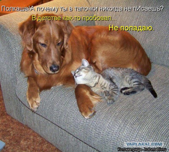Собаки против котов