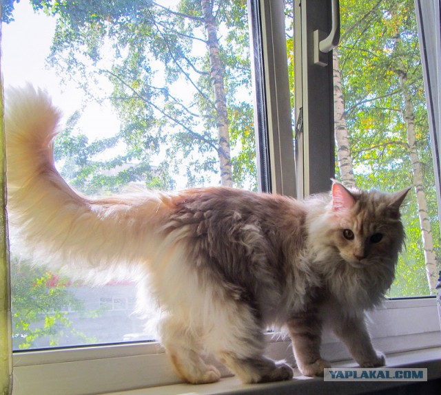 Котовторник 29-09-2015,