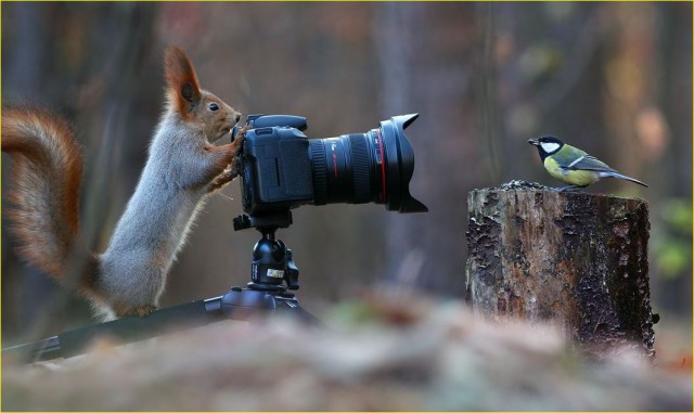 Смешные фотографии дикой природы