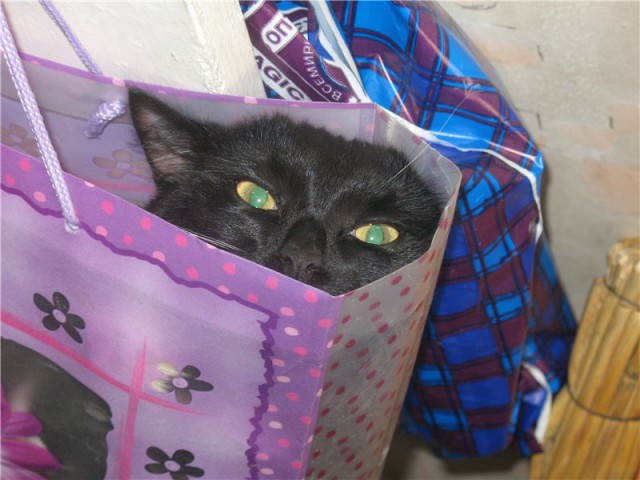 Котовторник