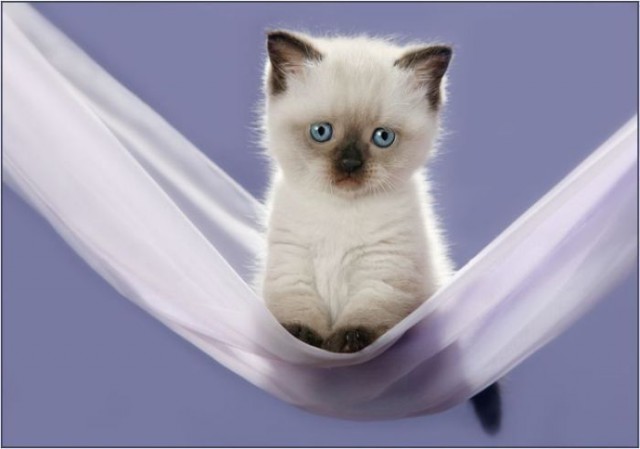 Коты и Кошки