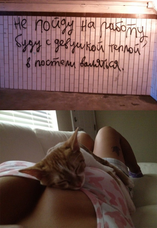 Коты и Кошки
