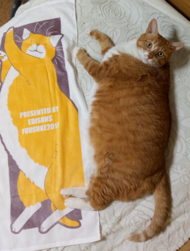 Коты и Кошки